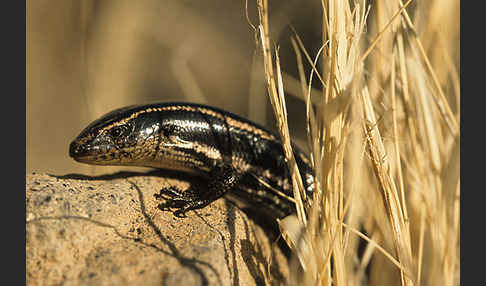 Gran Canaria Skink (Chalcides sexlineatus)