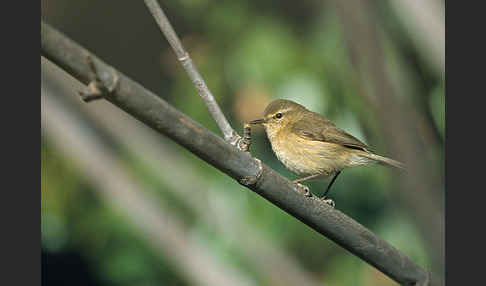 Kanarenzilpzalp (Phylloscopus canariensis)