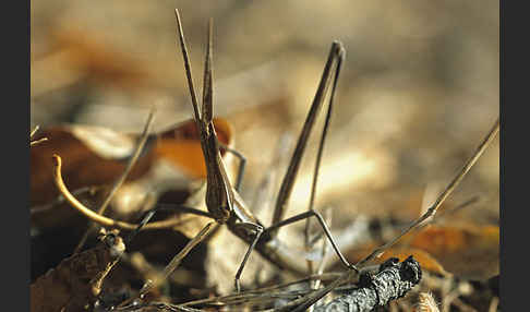 Nasenschrecke ssp. (Acrida ungarica mediterranea)
