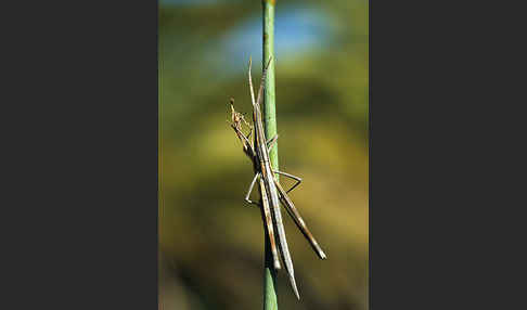 Nasenschrecke ssp. (Acrida ungarica mediterranea)