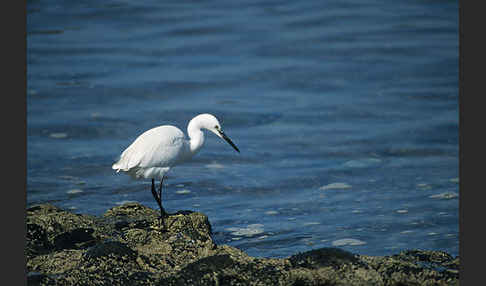 Seidenreiher (Egretta garzetta)