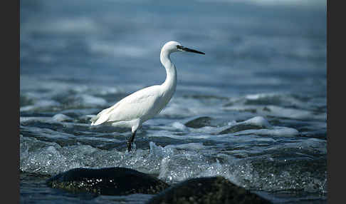 Seidenreiher (Egretta garzetta)