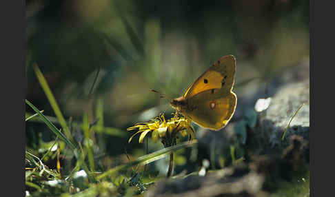 Postillon (Colias crocea)