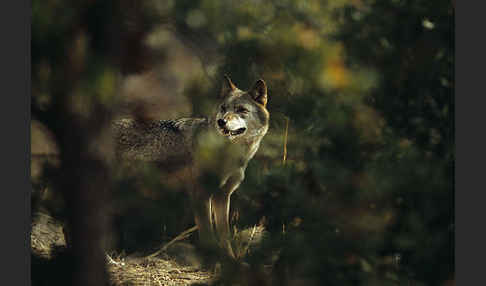 Wolf (Canis lupus)