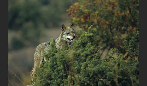 Wolf (Canis lupus)