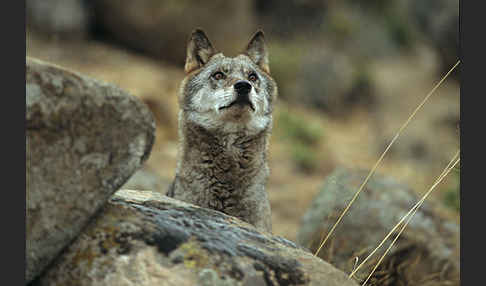 Wolf (Canis lupus)