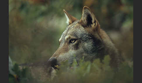 Wolf (Canis lupus)