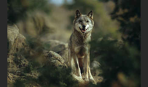 Wolf (Canis lupus)