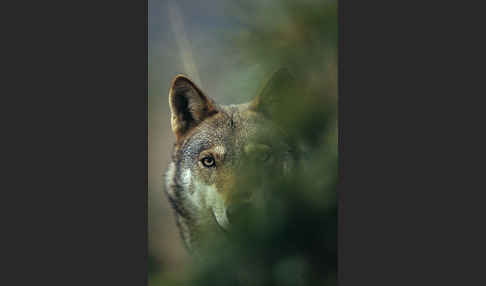 Wolf (Canis lupus)