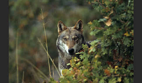 Wolf (Canis lupus)