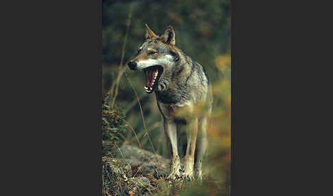 Wolf (Canis lupus)