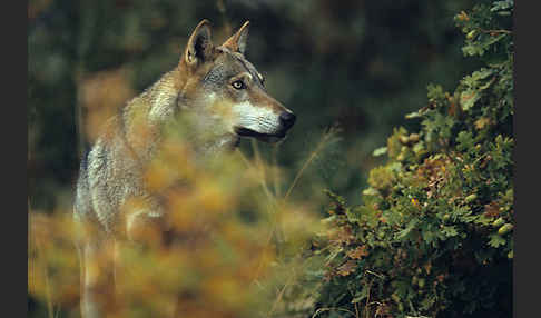 Wolf (Canis lupus)