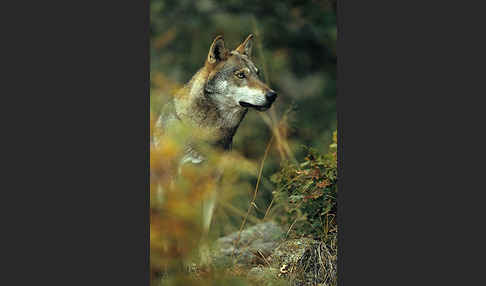 Wolf (Canis lupus)