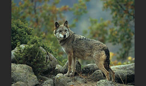 Wolf (Canis lupus)