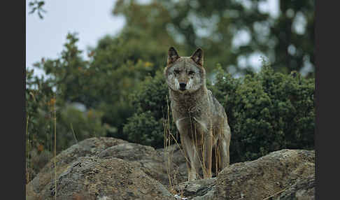 Wolf (Canis lupus)