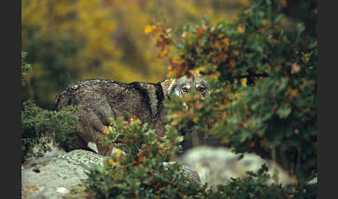 Wolf (Canis lupus)