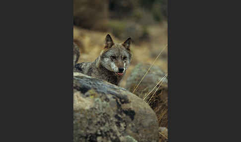 Wolf (Canis lupus)