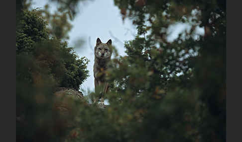 Wolf (Canis lupus)