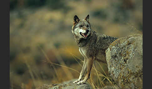 Wolf (Canis lupus)