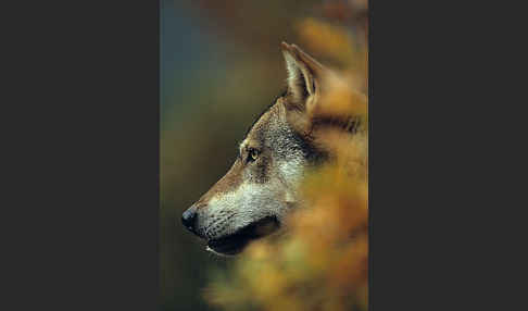 Wolf (Canis lupus)