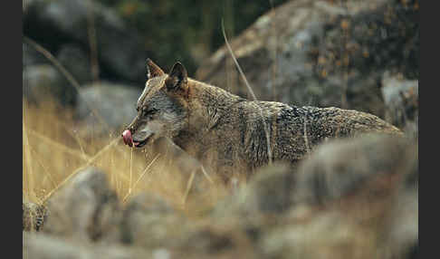 Wolf (Canis lupus)