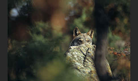 Wolf (Canis lupus)