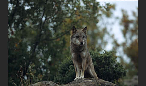 Wolf (Canis lupus)