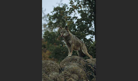 Wolf (Canis lupus)