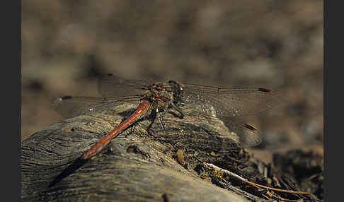 Madeira-Heidelibelle (Sympetrum nigrifemur)