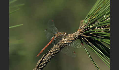 Madeira-Heidelibelle (Sympetrum nigrifemur)