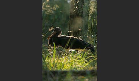 Schwarzstorch (Ciconia nigra)