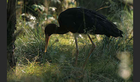 Schwarzstorch (Ciconia nigra)