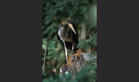 Schwarzstorch (Ciconia nigra)