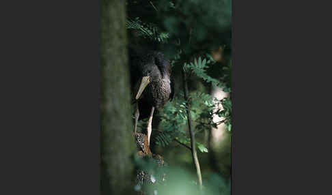 Schwarzstorch (Ciconia nigra)