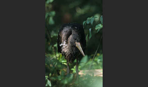 Schwarzstorch (Ciconia nigra)