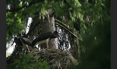 Schwarzstorch (Ciconia nigra)