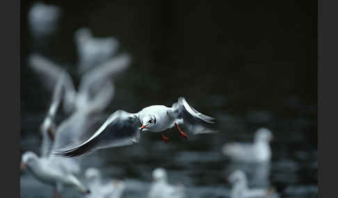 Lachmöwe (Larus ridibundus)