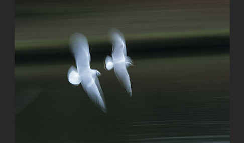 Lachmöwe (Larus ridibundus)