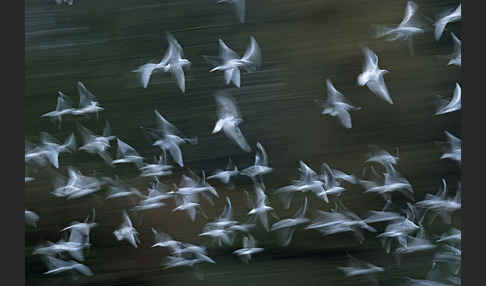 Lachmöwe (Larus ridibundus)