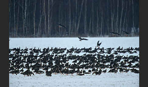 Tundrasaatgans (Anser fabalis rossicus)