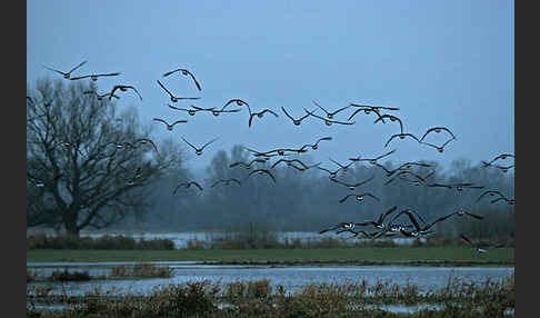 Tundrasaatgans (Anser fabalis rossicus)