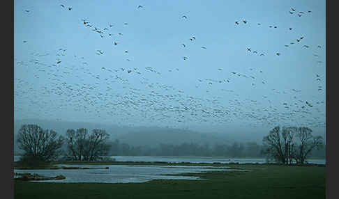 Tundrasaatgans (Anser fabalis rossicus)