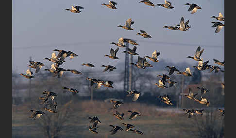 Stockente (Anas platyrhynchos)