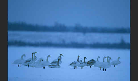 Singschwan (Cygnus cygnus)