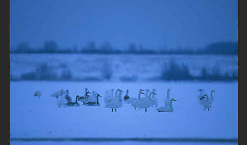 Singschwan (Cygnus cygnus)