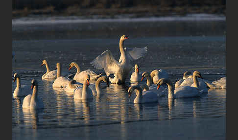 Höckerschwan (Cygnus olor)