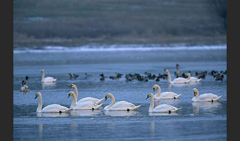 Höckerschwan (Cygnus olor)