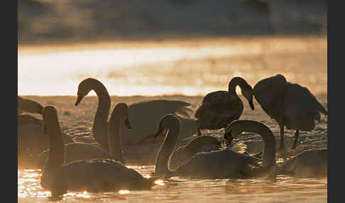 Höckerschwan (Cygnus olor)