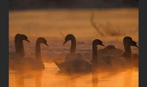 Höckerschwan (Cygnus olor)