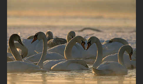 Höckerschwan (Cygnus olor)